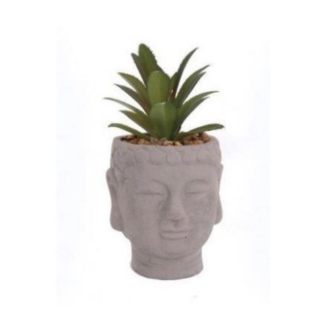 Buddha Head Succulent